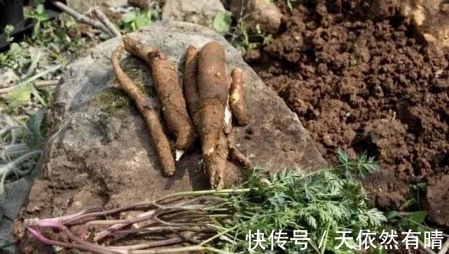 党参|根似人参,曾是穷苦人的“救命草”,煲汤养肝养胃,不妨来认识下