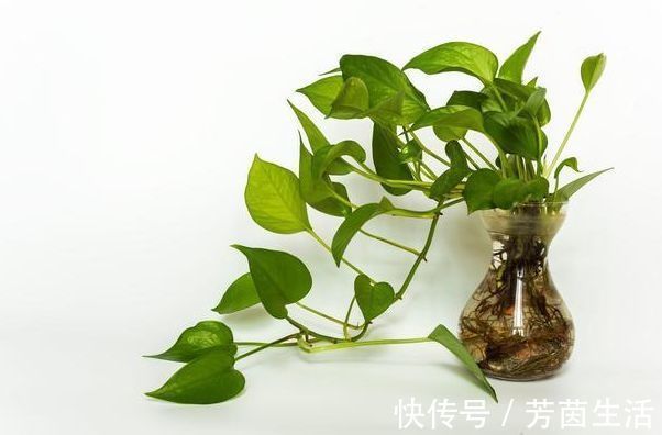 海鲜|5种食物可能携带甲醛,希望你趁早端下饭桌,很多人经常吃