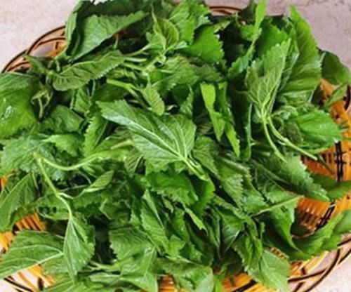 又称|桑叶又称”神仙草“,坚持用桑叶泡水喝一周,4大喜事会悄悄登门