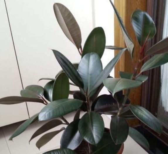 有钱人都养4种花,招财纳福带好运,净化空气,还有助于睡眠