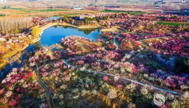 春意|花开枝头春意闹 百般红紫斗芳菲 ——光影中国网聚焦南阳春日胜景