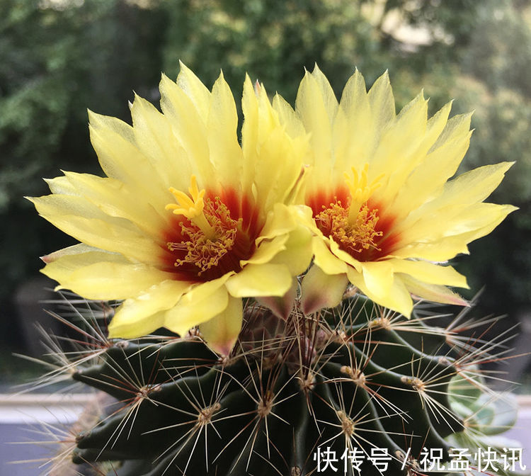 绯红色|家里养着几款花，开花媲美玫瑰，四季花开，养在阳台生机勃勃