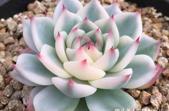 这“三多肉”是公认的爆崽小能手,室外冻一冻,憋成群生肉墩子