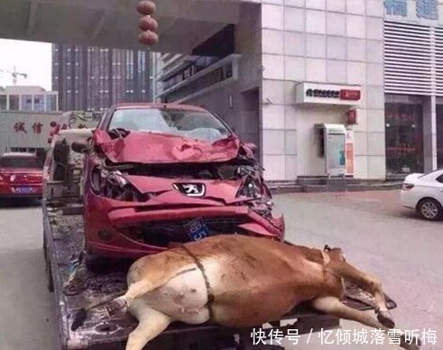 倒霉|这位车主看来倒霉了,撞了一头怀孕的牛,这下要赔很多钱