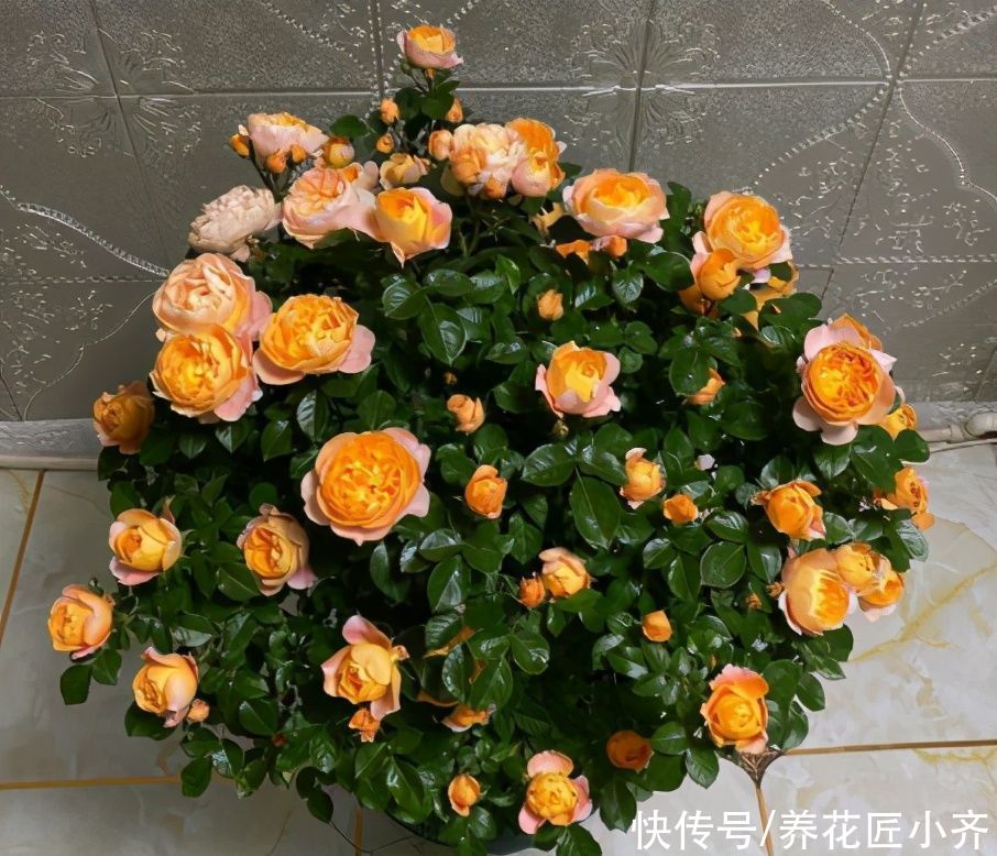 月季花后要修剪,总共分四步,掌握好才能新芽壮,30天再次开爆盆