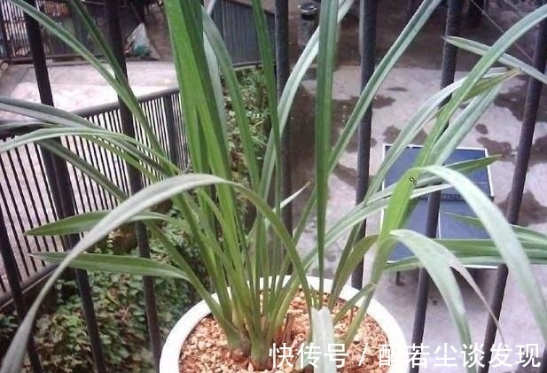 土质|楼下邻居装修，装了点木屑回家养花，给你们说说木屑养花的好处