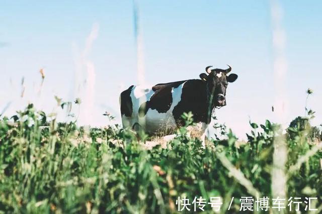 全脂酸奶|牛奶和酸奶,到底哪个更补钙?哪个营养价值更高?这文讲明白了