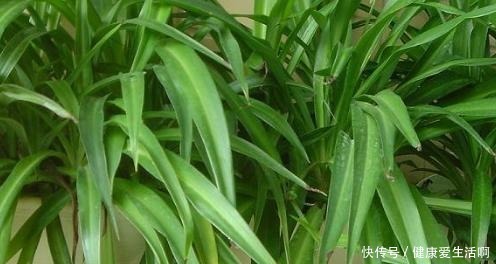 吊兰的培育方法好学吗非常简单一棵吊兰,一年就能分出很多盆!