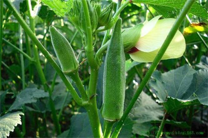 排毒|女性过了30,多食3种蔬菜,排毒护肝,保护血管,美味又健康