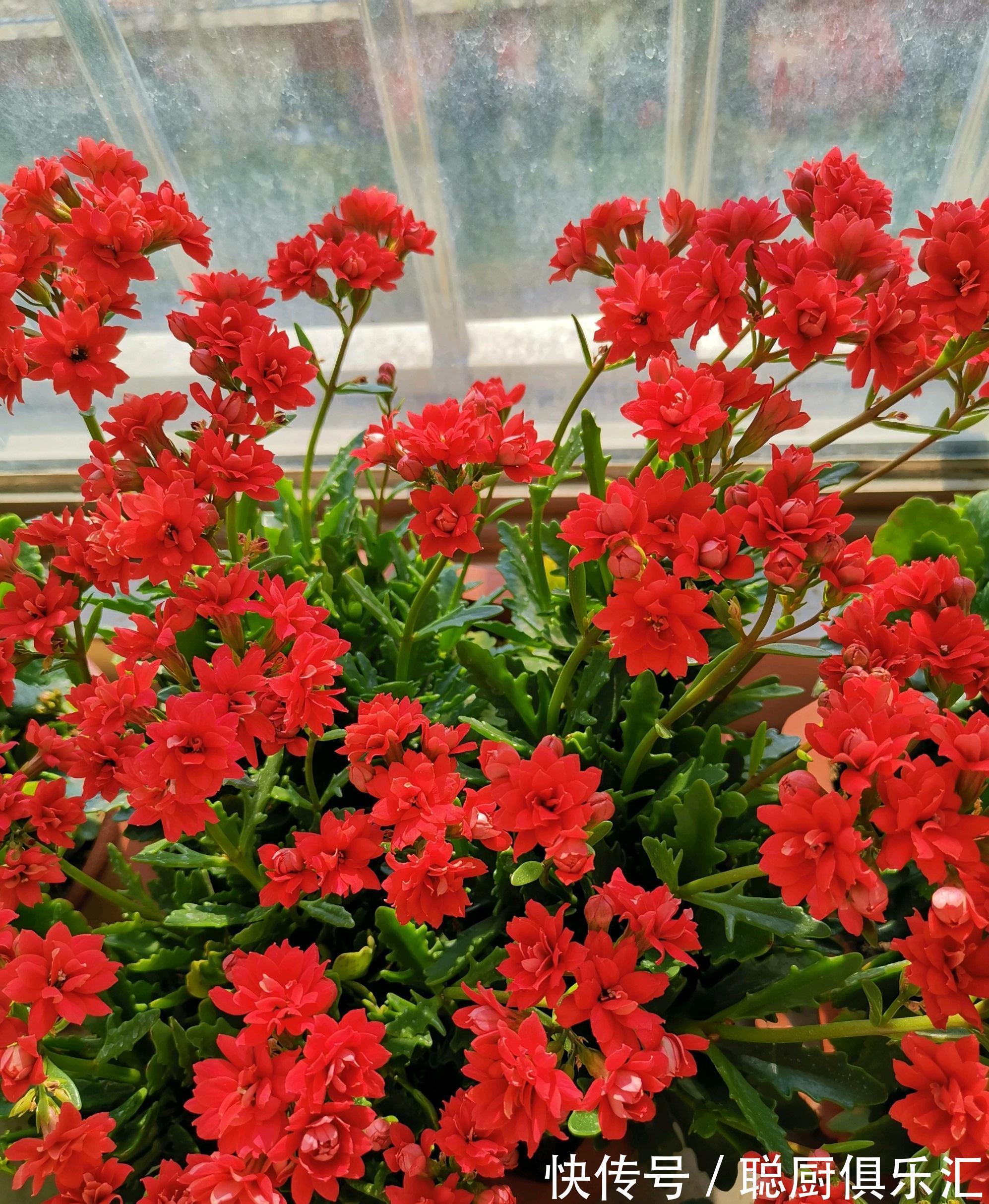 阳台养花,养棵红宝石吧,漂亮又喜庆,三季花开,冬天也灿烂
