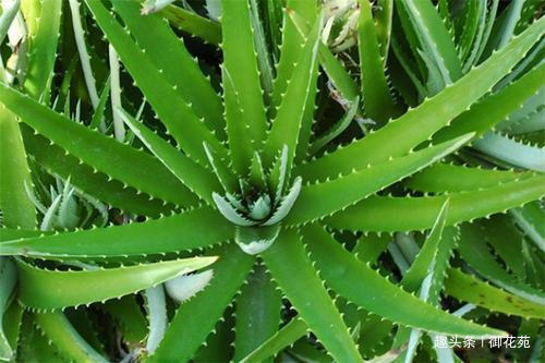芦荟能不能放在客厅,可以放在这几个位置,效果非常不错