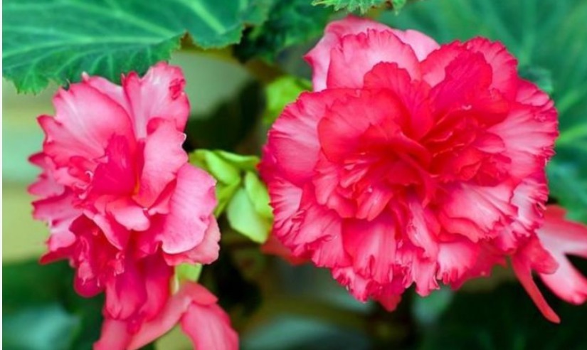 养护|3种花好养又漂亮,比牡丹美,比绿萝好养,一开就是200天!