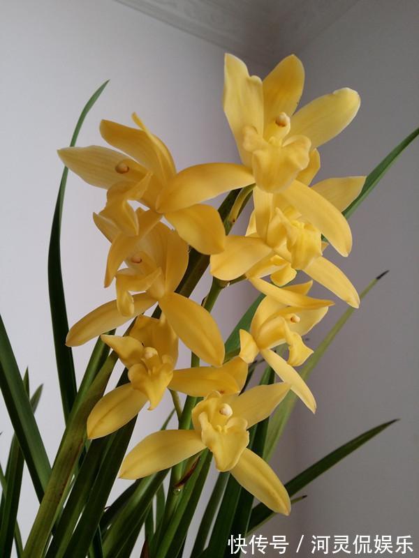 漂亮|适合新手养的兰花，价格便宜，漂亮又芳香，开花勤快，还非常好养