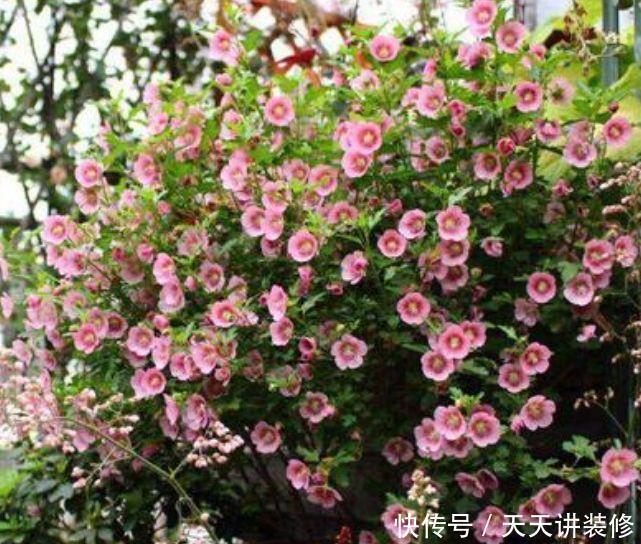 4种漂亮花，好养易活能爆盆，懒人新手都能养好