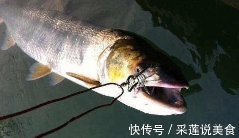 钓鱼人|俗称水老虎,淡水养殖的害鱼,能吃掉水中所有鱼,一条能卖上千元