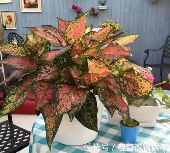 客厅|客厅最旺宅的6种花,一种比一种好养,一棵比一棵好看