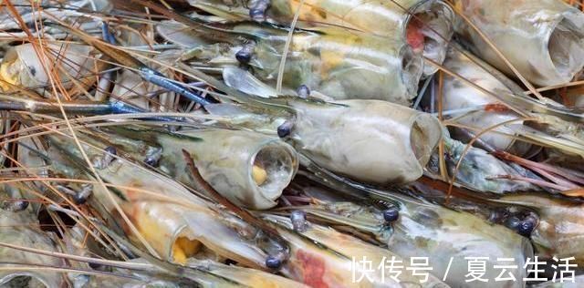 美味|虾头里是美味还是垃圾？养殖户：不会吃就别吃，别闹笑话