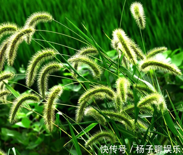 此花常被人拿来喂羊,简单而平凡却充满敬意,被称为暗恋之花
