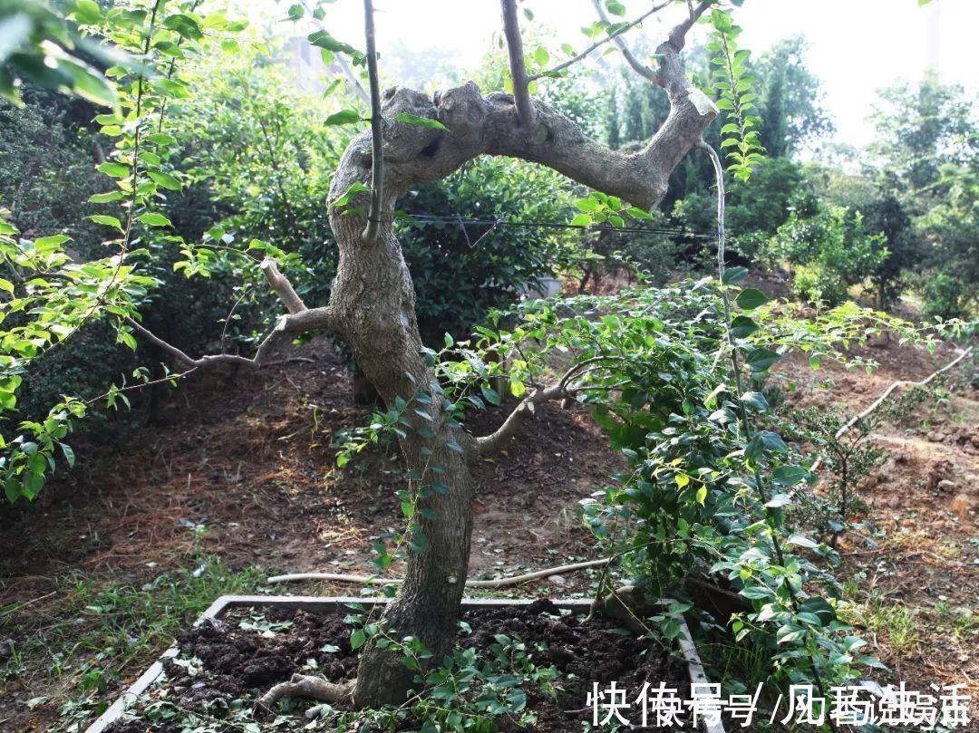 三角梅盆景制作6步曲,看懂了自己也能做出精美绝伦的三角梅盆景