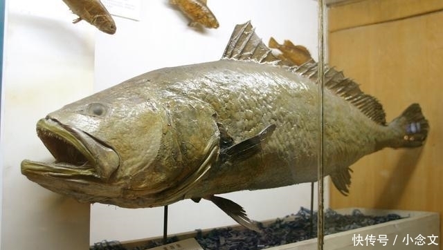 盘点中国高级食材, 吃货们你们真的吃过吗?