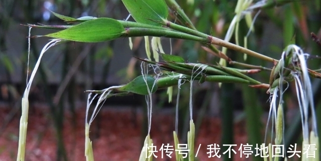 “竹子开花,赶紧搬家”有道理吗?竹子开花到底隐藏了什么秘密?