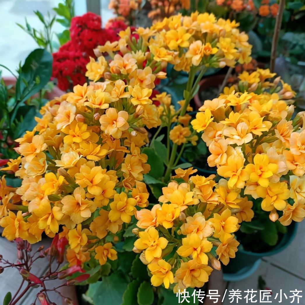 施肥|养长寿花有“5大忌”，新手养不好，关键就在这里