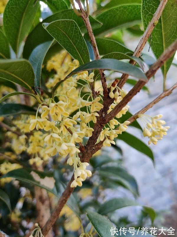 花花|冬天要多喝花茶，暖身子也养身子，关键是还不用花钱