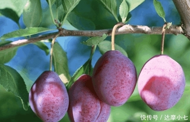 谚语|两种水果能不吃就不要吃, 虽然好吃但是对人体不好