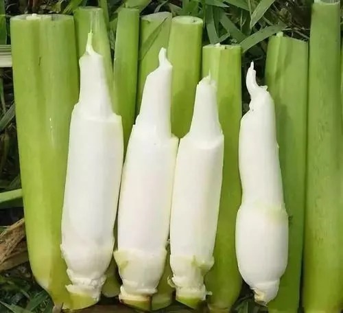 喜欢|新鲜的茭白你喜欢怎么吃?