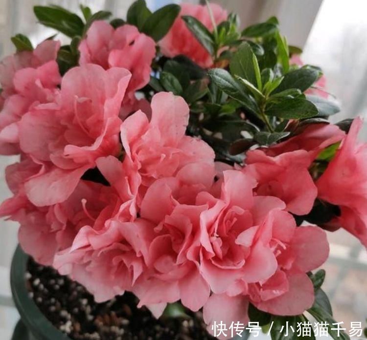 度夏难|4种花,一到夏天就闹脾气,浇不得、晒不得,一言不合死翘翘