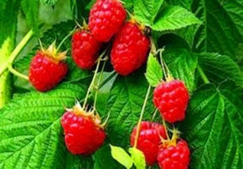  身体|对身体最好的3种食物，营养丰富、延缓衰老，爱吃就赚了