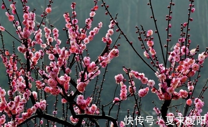 知心#陆游一首七律《梅花》:月色朦胧,花香满身,知心相遇,情思动人
