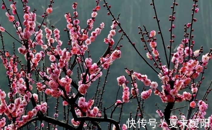 知心#陆游一首七律《梅花》：月色朦胧，花香满身，知心相遇，情思动人