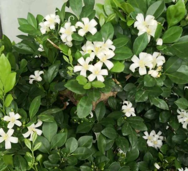 香气|种在阳台的九里香，既能净化空气环境，又能满屋飘香