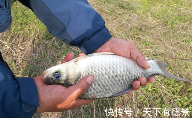 同样是蚯蚓做饵料，为何收获的差异巨大？其实你真的不会用蚯蚓