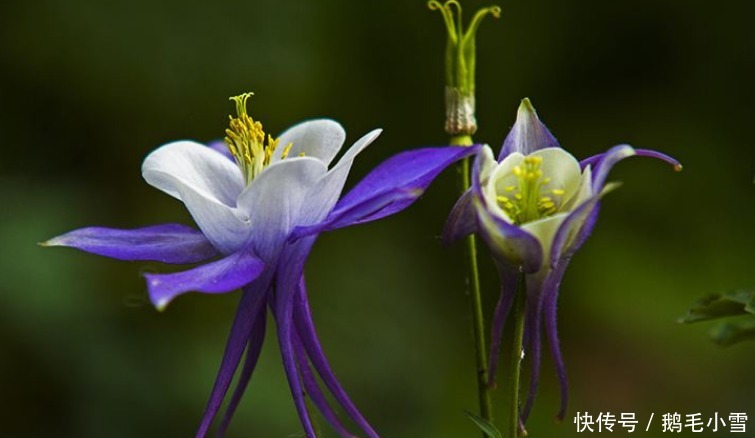 此花娇小玲珑,盛开时像一只停靠在枝头的小鸟,让人为之叫绝