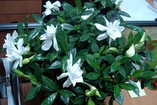 此种开花水喷一喷,一次开花20朵,枝条都压弯啦!