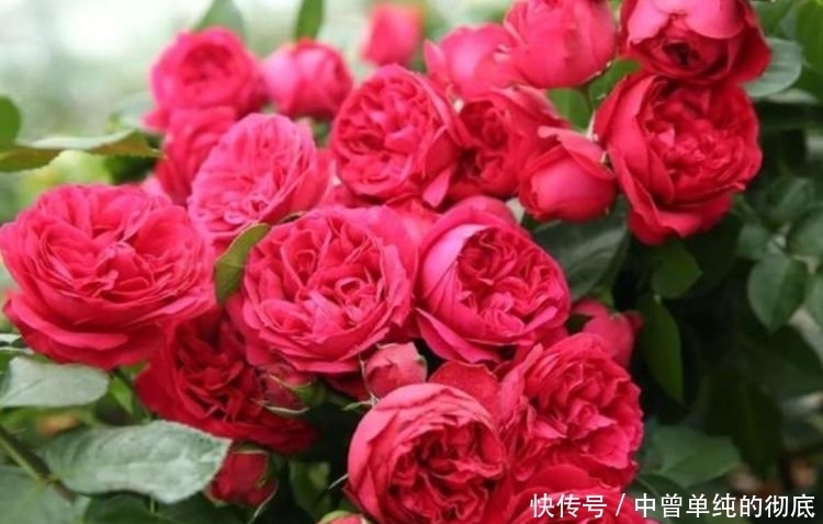 家中必养“4种花”,好养漂亮花期长,越晒开花越旺
