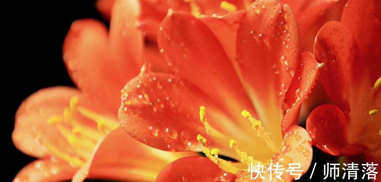 温差|想要君子兰在12月能孕蕾开花,做好这几件事,天冷就能蹿花箭