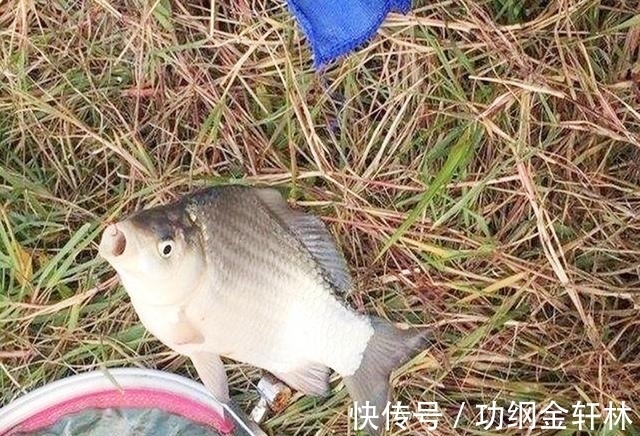 冬季钓鲫鱼,掌握这些技巧,渔获不发愁