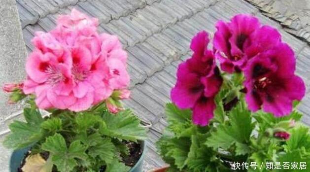 天竺葵|这花花期长又漂亮，一个扦插小窍门，十天生根，轻松爆盆开成花球