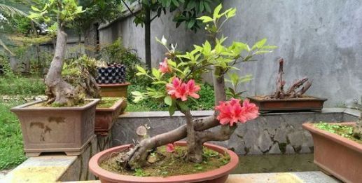 公公山上捡了个老树桩,养了几年长成盆景,邻居看见想高价收购!