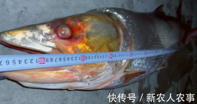 长达1.7米!湖北一男子河里野钓,收获巨型鳡鱼,网友:不能放生