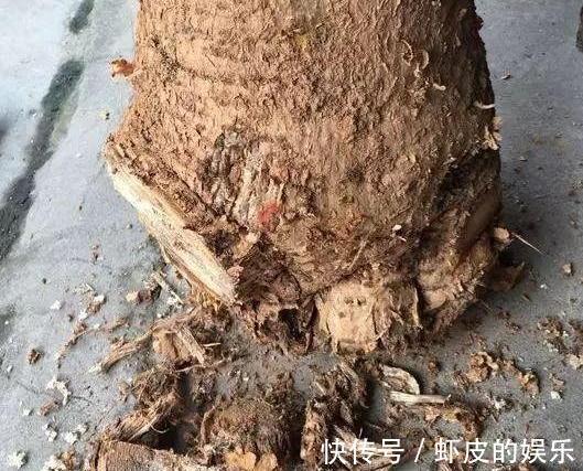 发财树烂根不要扔，教你2招小技巧，轻松就能起死回生