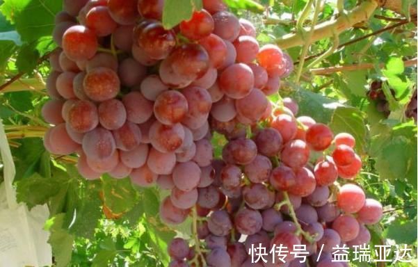 罗医生|葡萄和此物是天生的“死对头”，不能一起食用，早知早好