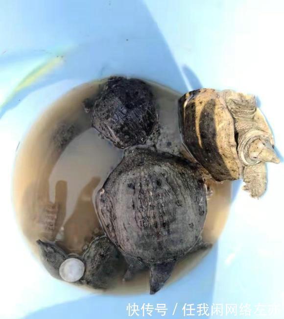 广州一河边大群甲鱼乱游，有人捞了许多，网友这种甲鱼都敢捞！