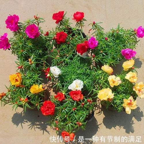 4种花，可不能惯养，赶紧搬出去，越狠狠晒，越开花满枝头！