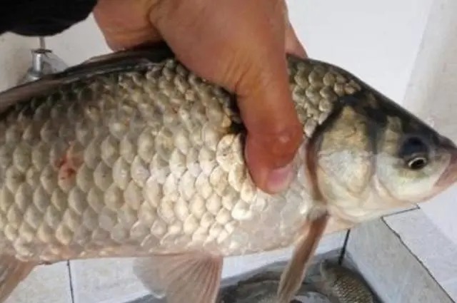 吃口|冬天的鲫鱼不好钓?果断换用这3大招式,结果瞬间不一样!