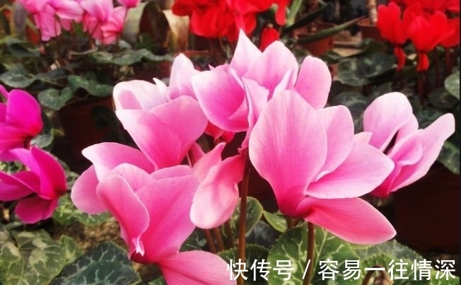 财运|养花就养4种花,好养易活花量大,日子红火财运滚滚,好看极了