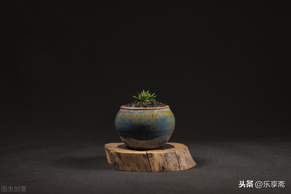 为什么菖蒲种养过程中，烂叶一定要及时处理？